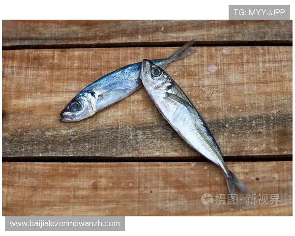 掌握K8捕鱼技巧让你轻松击中高分鱼类的详细方法